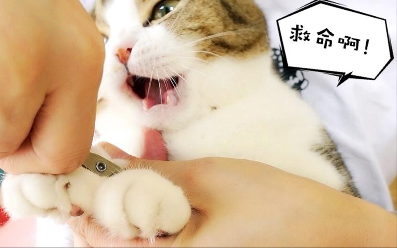 主人给猫咪剪指甲时猫咪炸毛反抗的场景