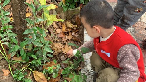 森林幼儿园小朋友蹲草地观察蜗牛实拍