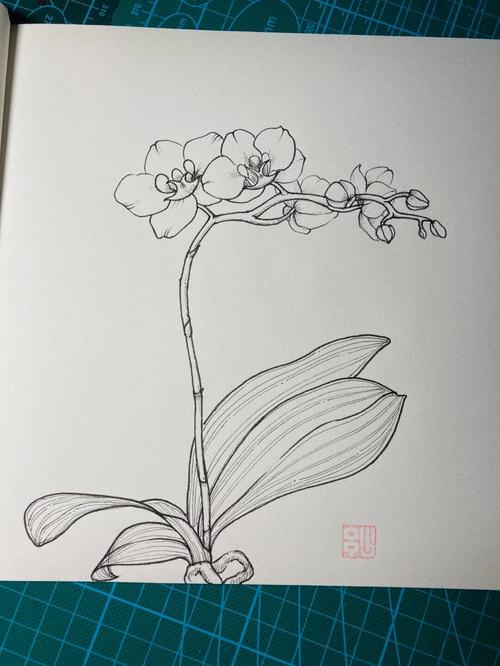 梅里安苏里南昆虫植物手绘花谱