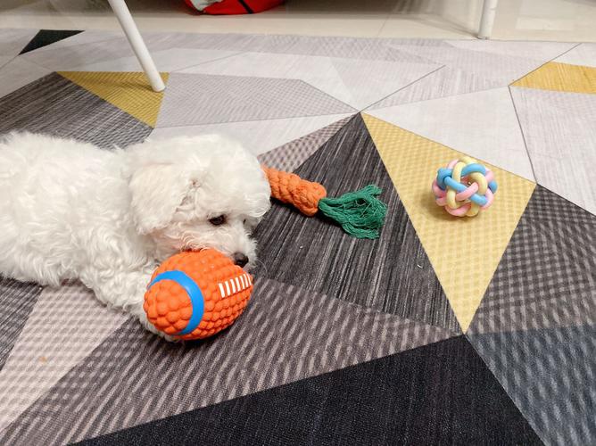 2月龄幼犬趴在客厅接触毛绒玩具、拖鞋、快递盒等日常物品的实拍图