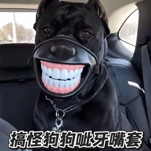 狗狗对着食碗压低身体龇牙实拍