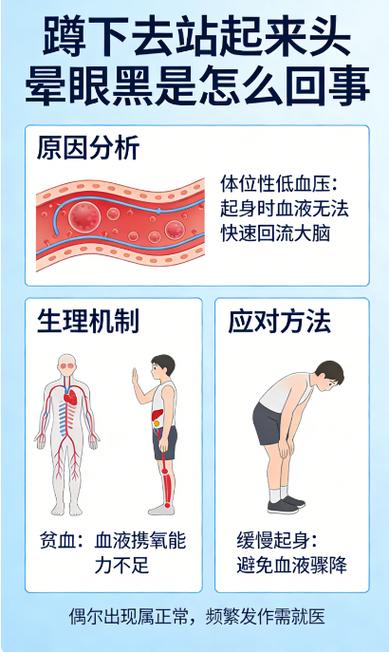 低血压人群晨起体位变化血流示意图