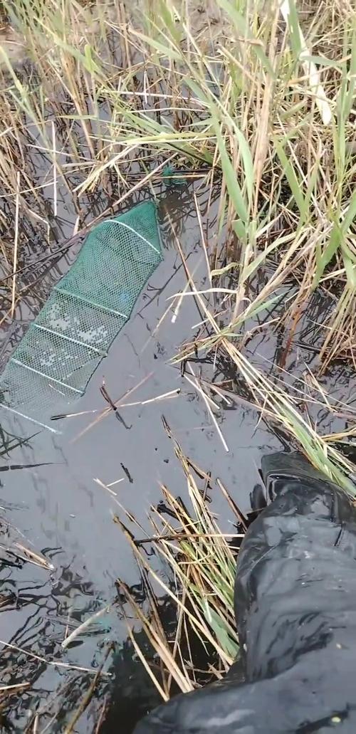 池州秋浦河清晨岸边长着芦苇的渔民地笼
