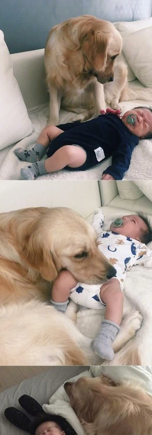 金毛犬将头轻轻靠在婴儿床边温馨陪伴