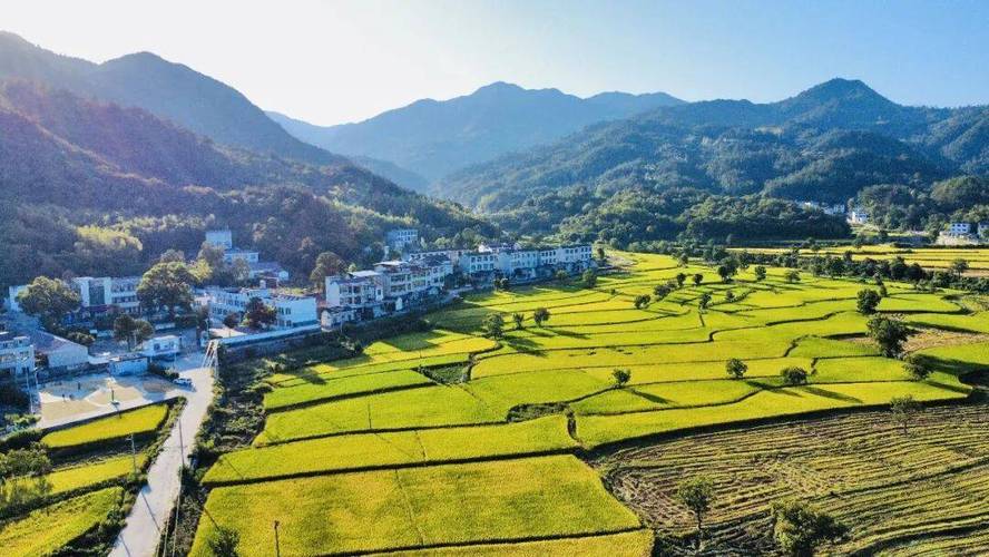 湖北南漳麻城河村秋收稻田