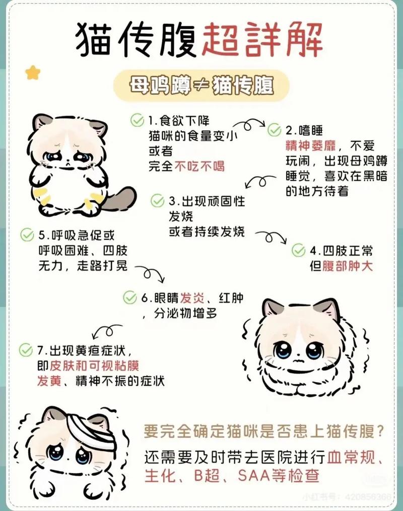 猫传腹诊断B超影像实拍