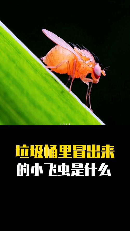 厨余垃圾桶周围环绕黑色小飞虫实拍