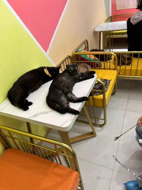兽医诊室里主人抱着拆碎的沙发腿和散落的宠物玩具