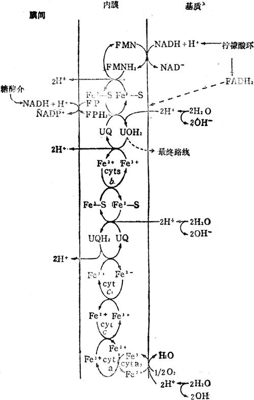 有氧呼吸线粒体电子传递链结构图