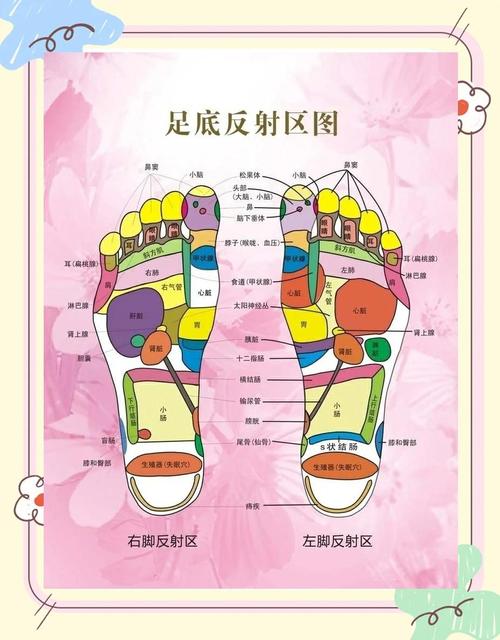 人体足部皮肤皮脂腺分布示意图