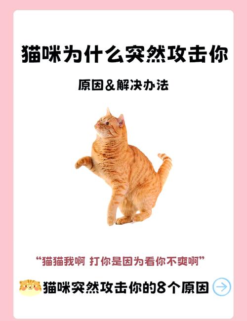 碰到反常猫咪行为,别忙着打,先找原因