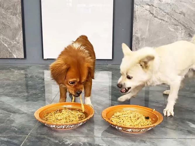 狗狗进食时紧绷身体护食实拍