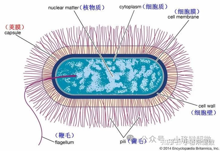 电子显微镜下的琴弦覆膜结构