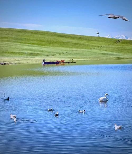 新疆巴音布鲁克草原湿地天鹅自然风光