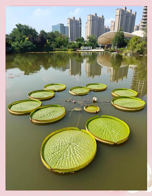 沈阳世博园夏季王莲盛开