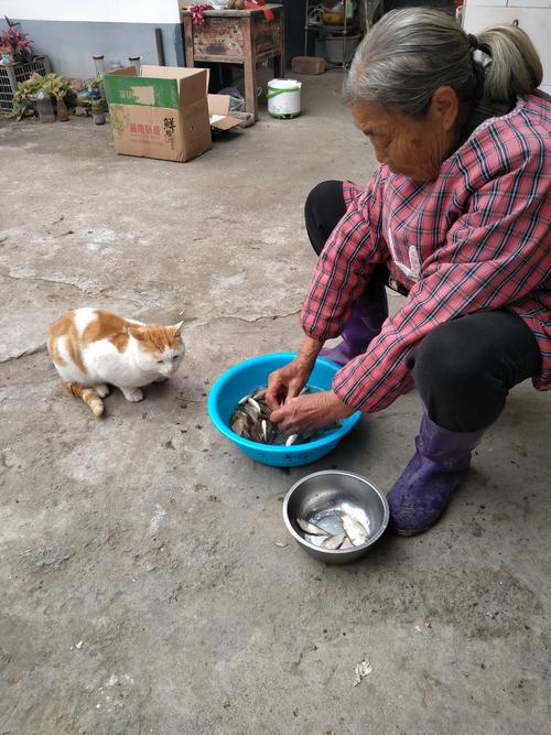 巷口蓝布围裙老人喂猫旁边放养鱼旧瓷盆