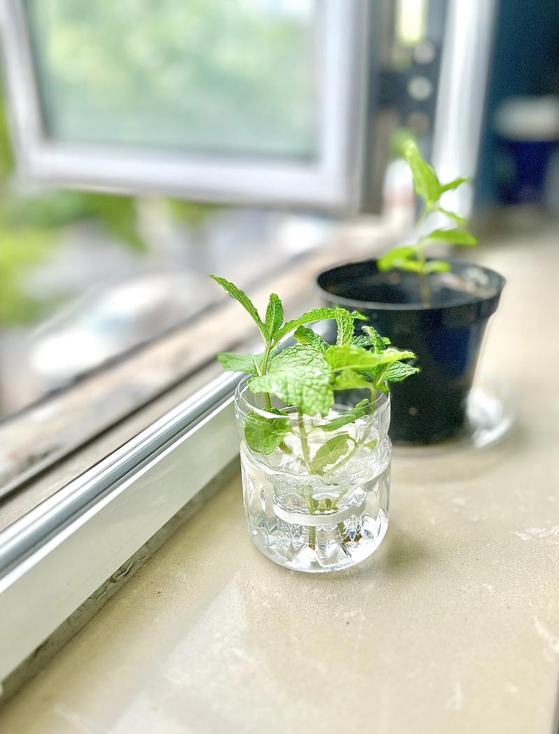 窗边边几上单瓶无火香薰配半盆薄荷盆栽