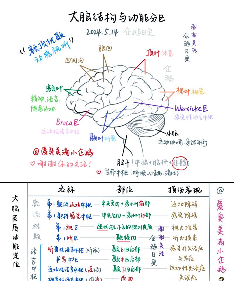 儿童大脑工作记忆多信息整理示意图