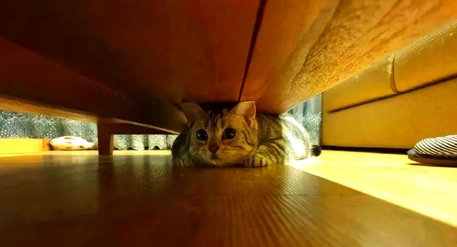 猫咪躲在床底夹缝躲避雷雨