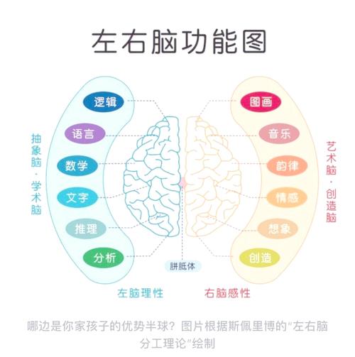 幼儿分离焦虑时的大脑活动示意图
