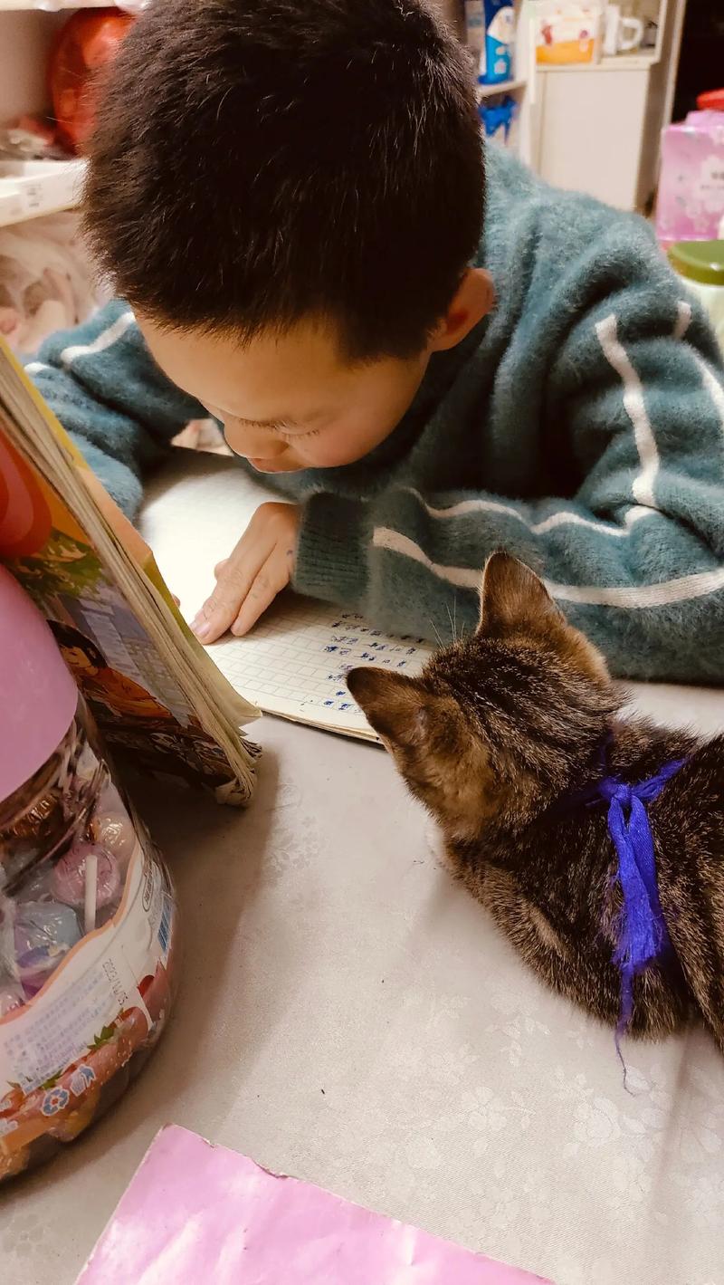 孩子背完书趴在书桌前看窗外猫的日常照片