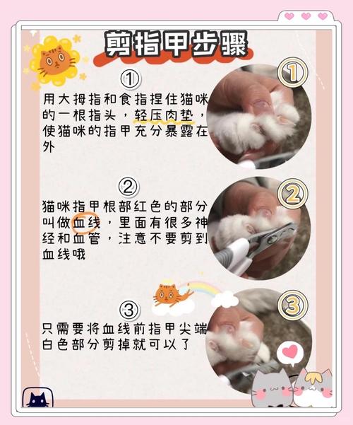 宠物猫咪剪指甲正确血线位置示意图