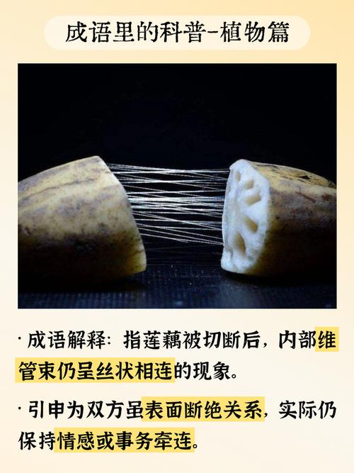 莲:淤泥里长出的清凉,却被我们辜负了多少?-因为所以