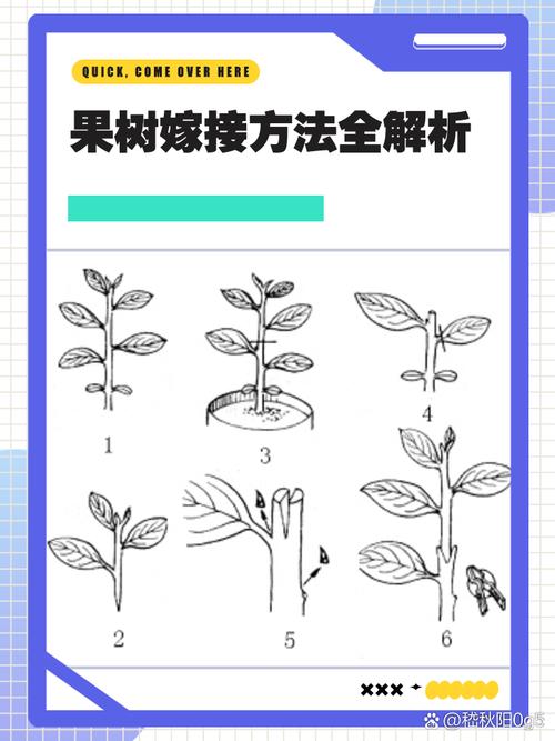 三、嫁接与修剪：家族树的演化逻辑