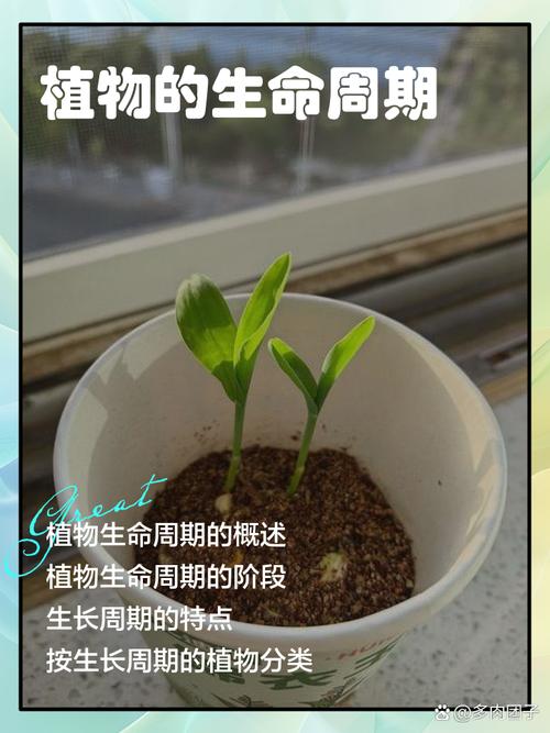 先说清楚：什么叫“生长周期”？