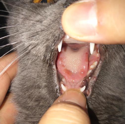 猫杯状病毒引发的溃疡性口炎实拍