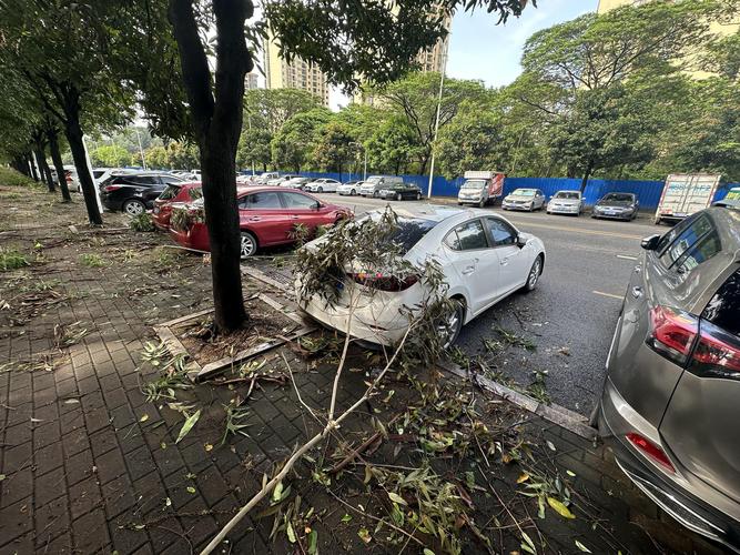市政绿化树枝断落砸损路人财物现场