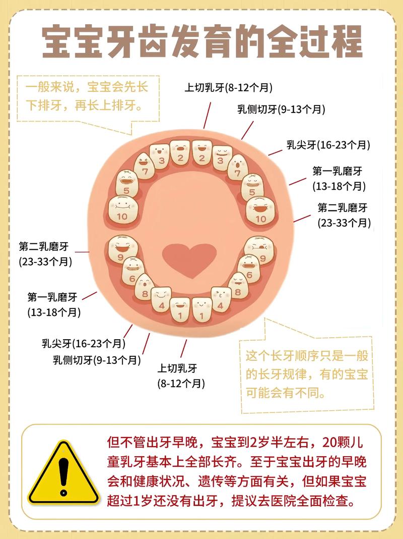 儿童牙齿发育记录表示例