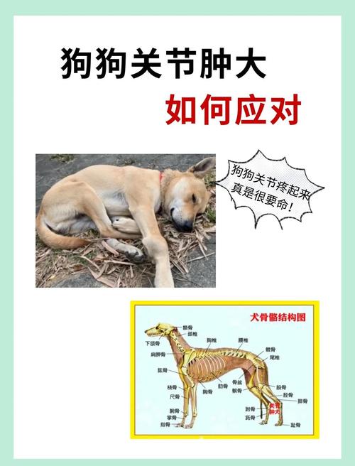 金毛犬后腿关节肿胀诊断示意图