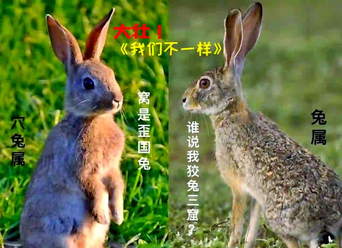 关于野兔,你可能误解了的几件事