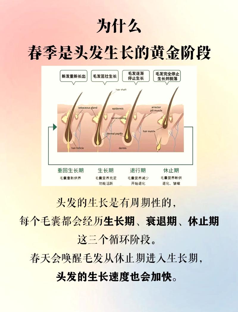 头发生长周期阶段示意图