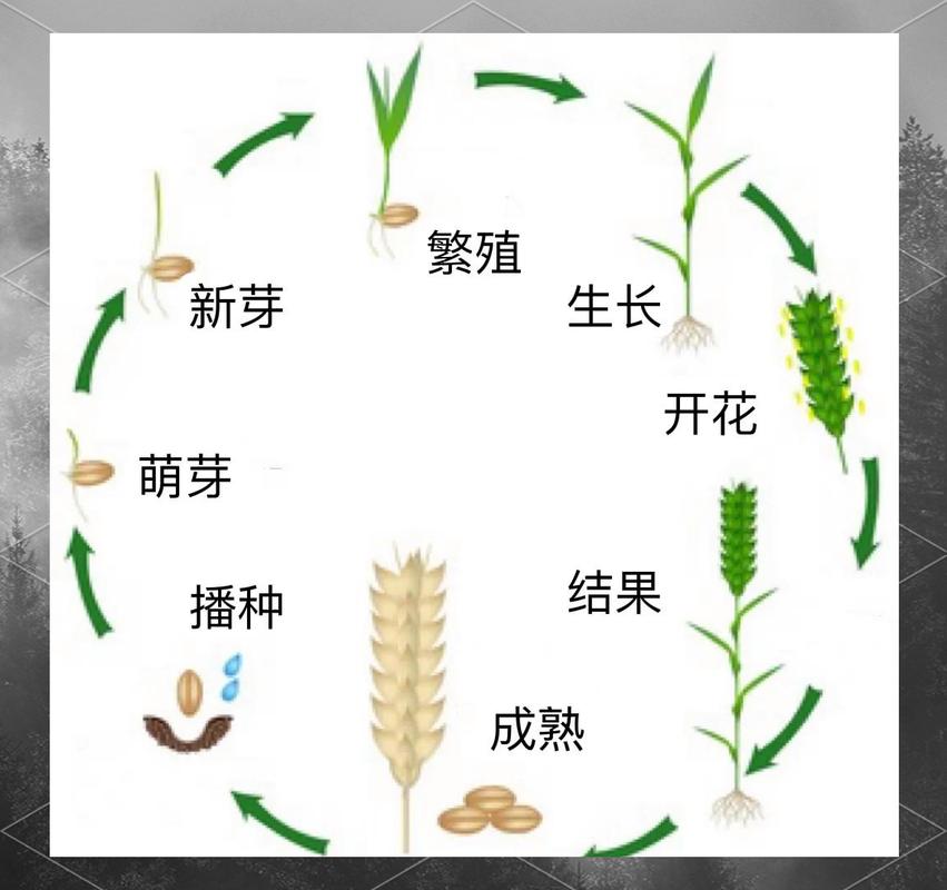 种子萌发过程分阶段示意图