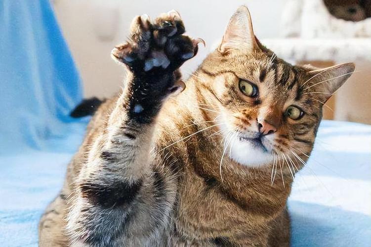家猫放松状态下伸出爪子的特写