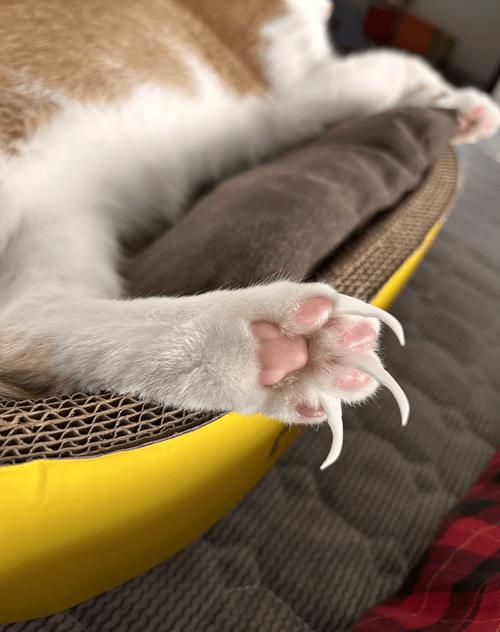 猫指甲分层结构解剖图