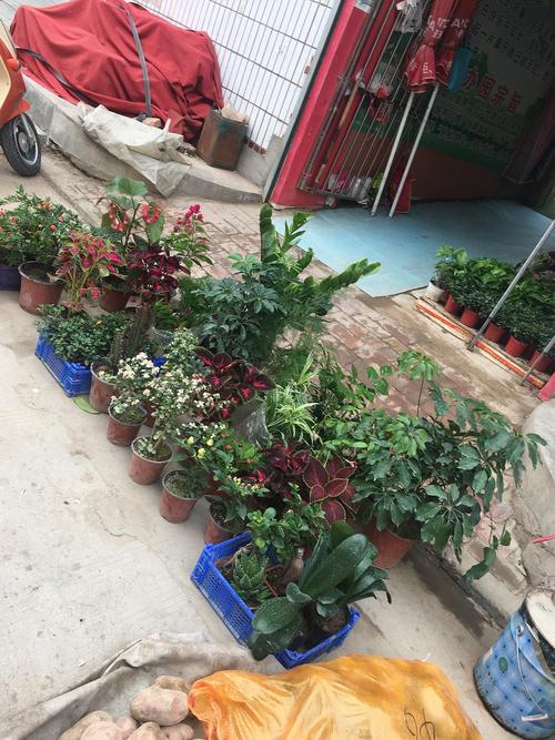 早市露天摆放的带泥待售盆栽