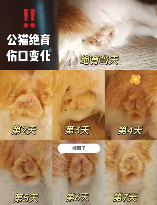 猫咪绝育术后碘伏消毒伤口示意图