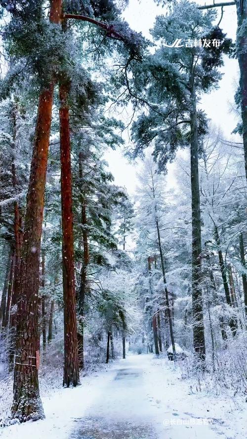 长白山冬日林间压雪松枝