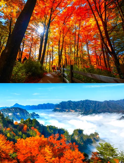 四川光雾山秋季红叶与云雾景观