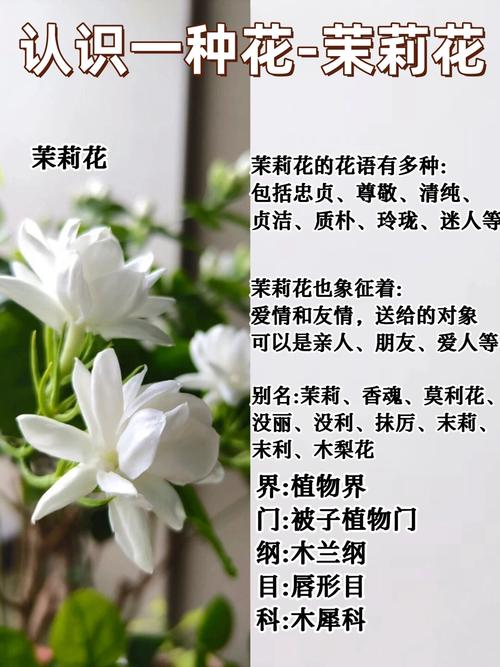这朵百年茉莉花，是最好的活文化教材