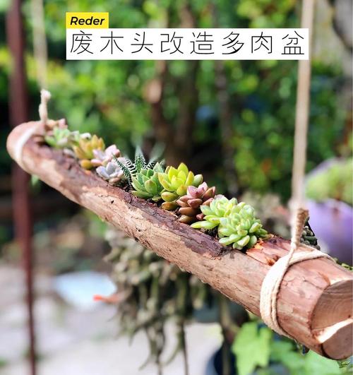 旧木头抽屉改造多肉花盆布置