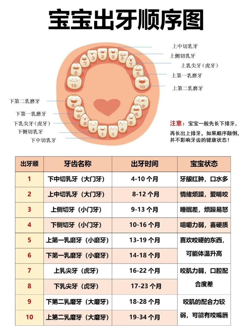 婴幼儿正常萌牙时间范围对照表