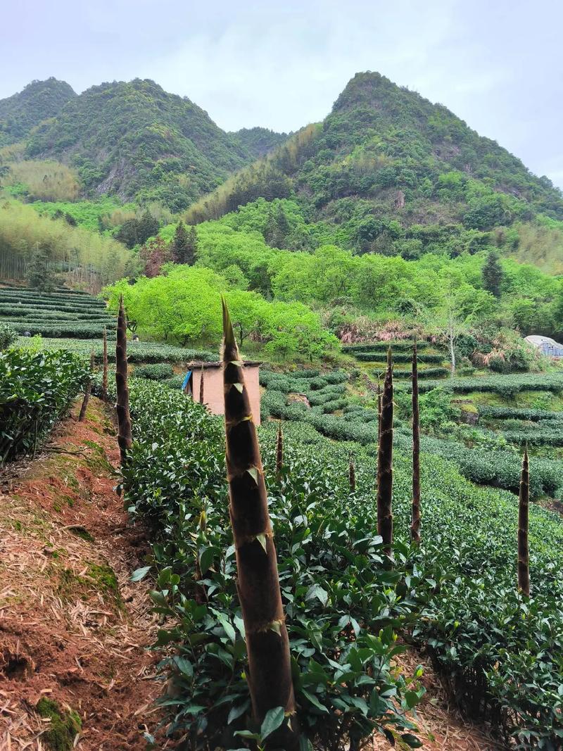 池州源口村半荒茶园中茶棵与毛竹共生的场景