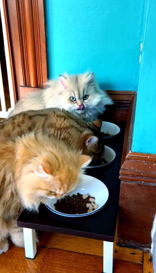 猫咪蹲猫粮碗旁扭头拒绝进食场景