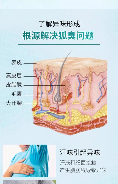 人体皮肤表面细菌分解汗液产异味示意图