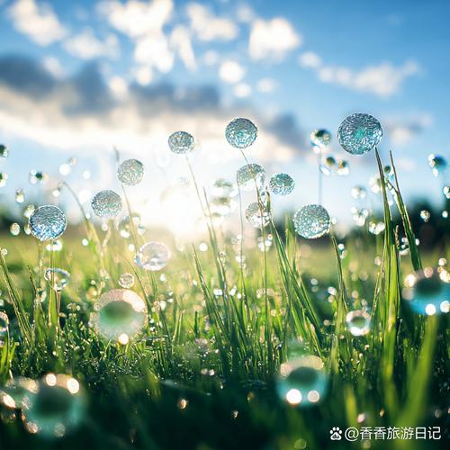 露水:从草叶到古诗,一场短暂的气象与心象-因为所以