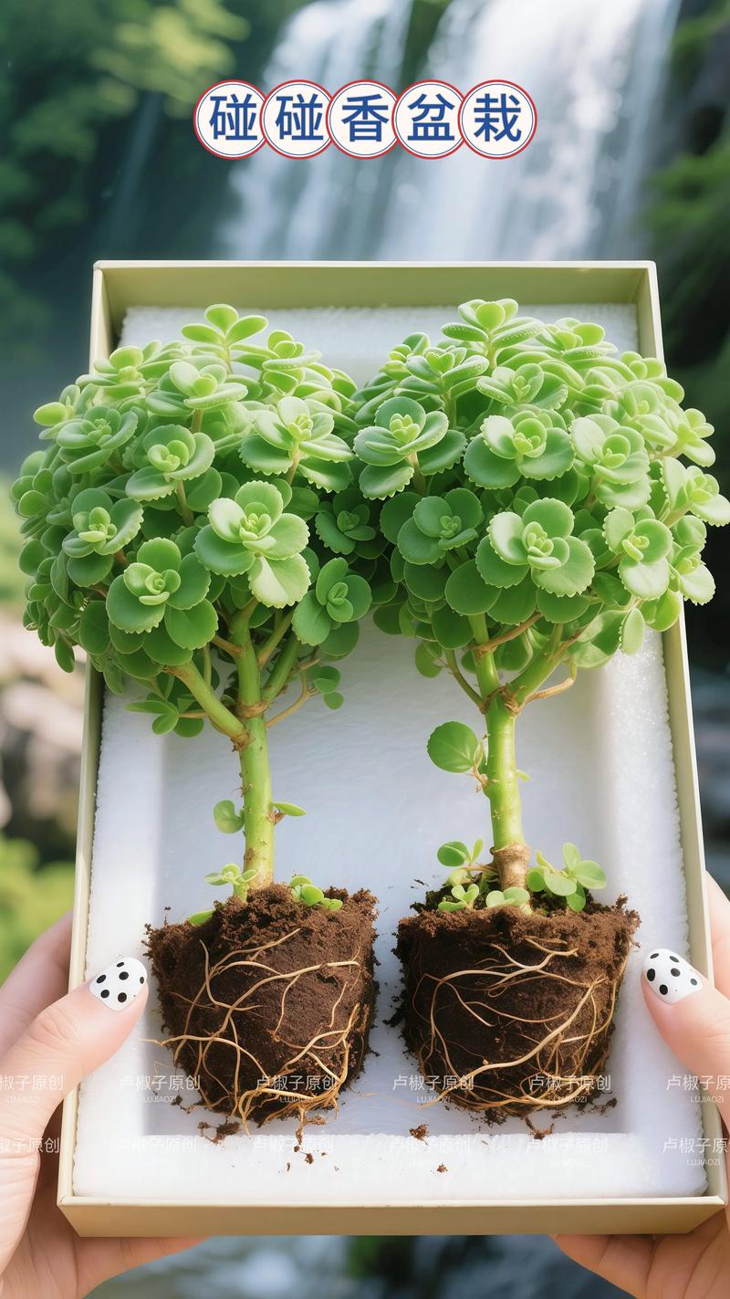 新鲜香叶天竺葵叶片揉碎渗出浅绿汁液实拍